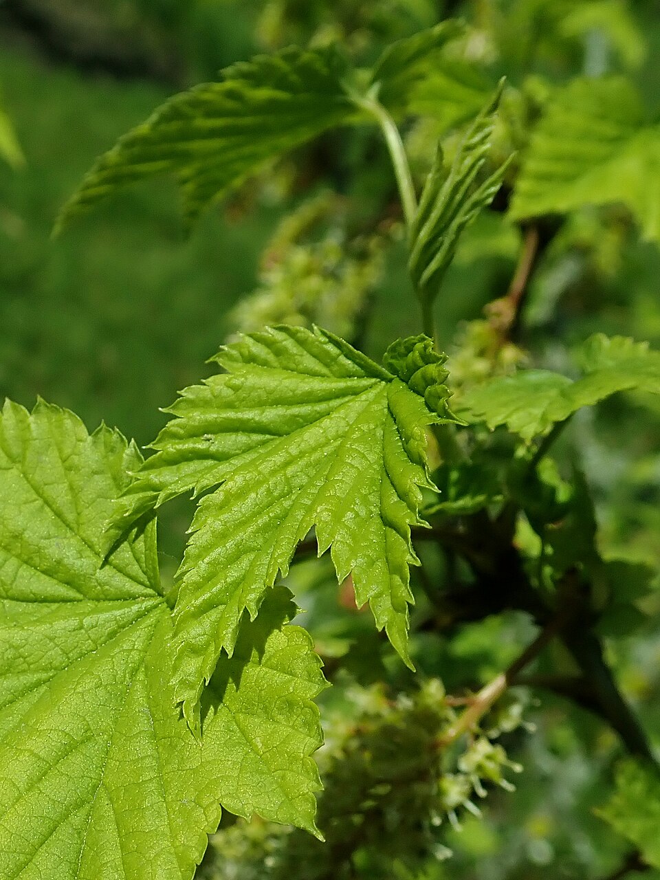 Ribes mandshuricum (Mountain hemp) — photo