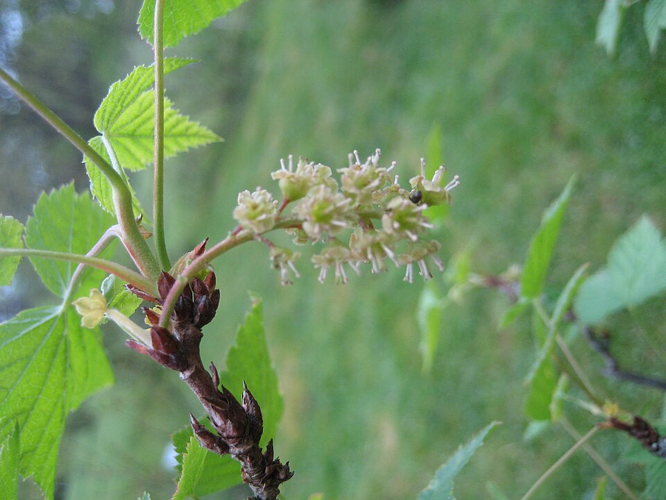 Ribes mandshuricum