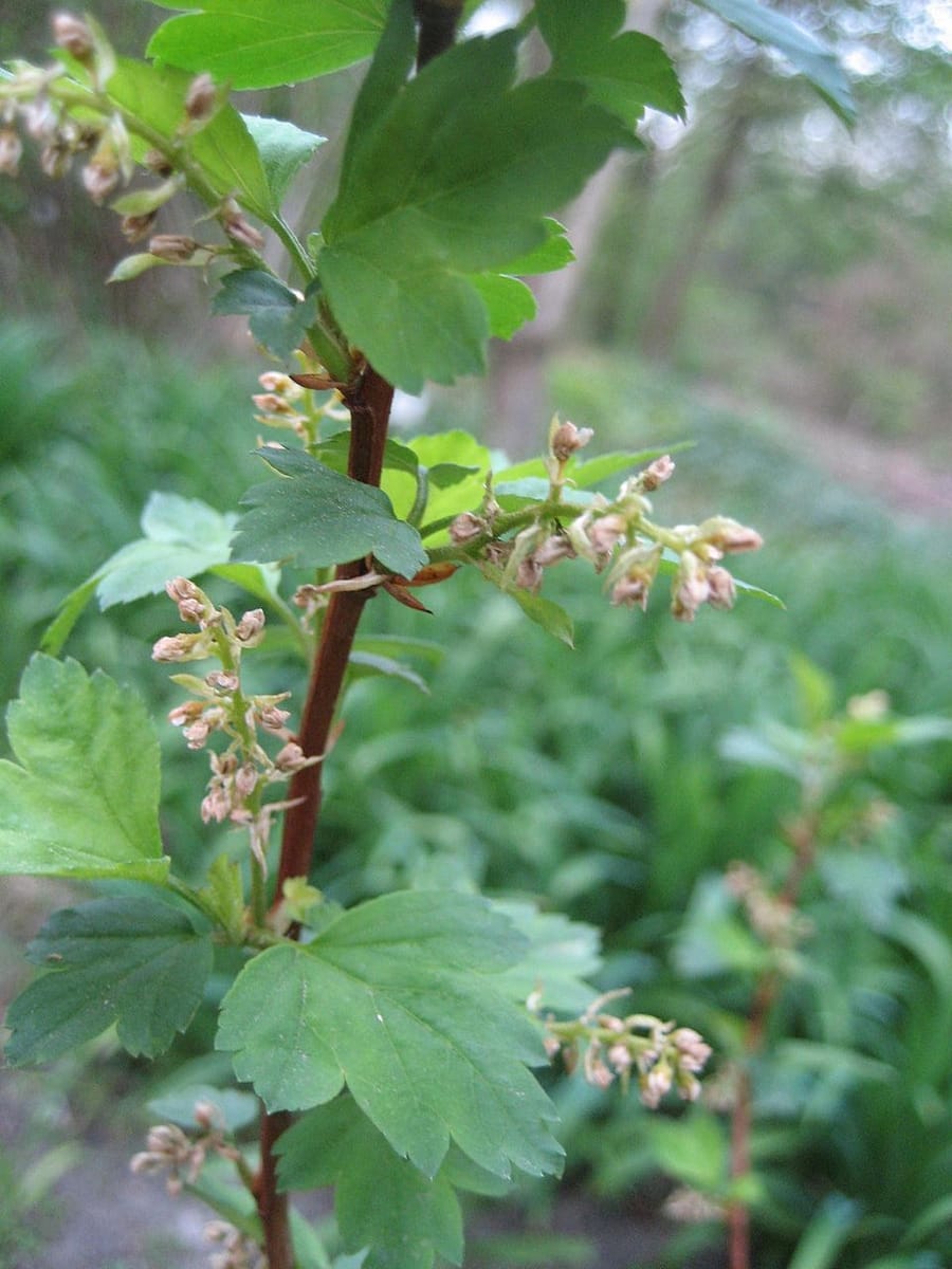 Ribes maximowiczii — photo