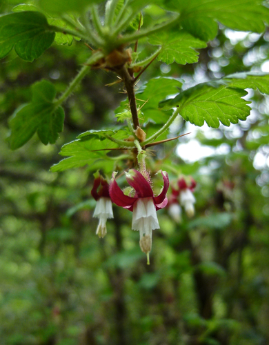 Ribes menziesii (Canyon gooseberry) — photo