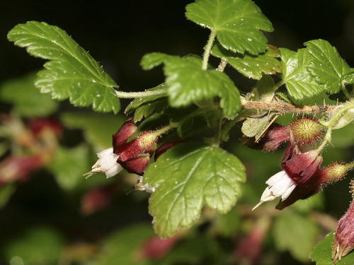 Ribes menziesii (Canyon gooseberry) — photo