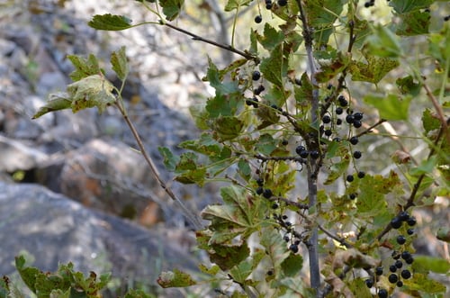 Ribes meyeri