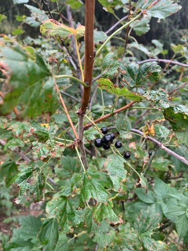 Ribes meyeri (Meyer's currant) — photo