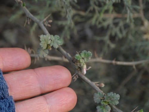 Ribes microphyllum — photo