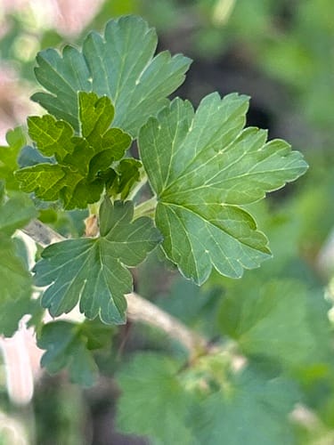 Ribes missouriense (Missouri gooseberry) — photo