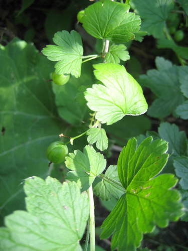 Ribes missouriense x R. grossularia