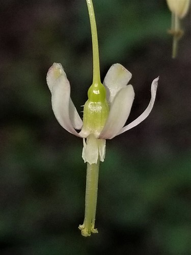 Ribes missouriense x R. grossularia (Glendale gooseberry) — photo