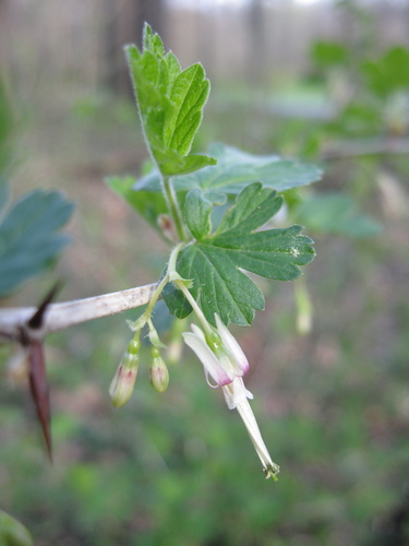 Ribes missouriense x R. grossularia (Glendale gooseberry) — photo