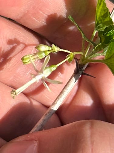 Ribes missouriense