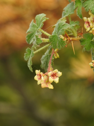 Ribes montigenum (Subapline prickly currant) — photo