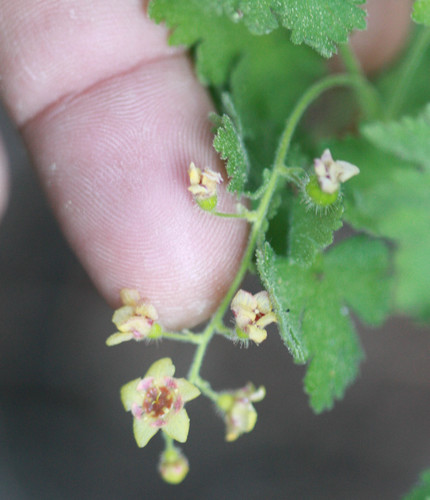 Ribes montigenum (Subapline prickly currant) — photo
