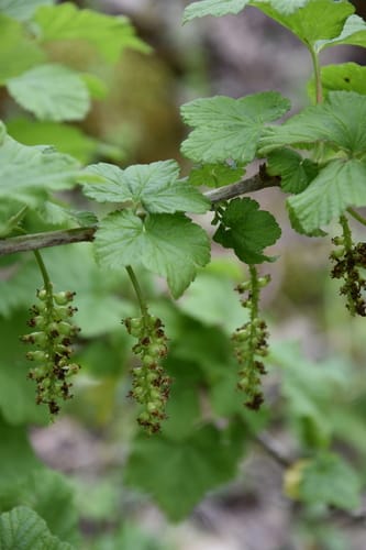 Ribes multiflorum (Manyflower Currant) — photo