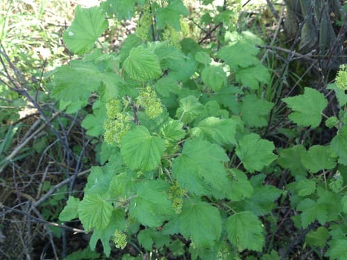 Ribes multiflorum (Manyflower Currant) — photo