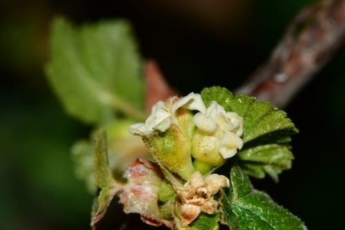 Ribes neglectum — photo