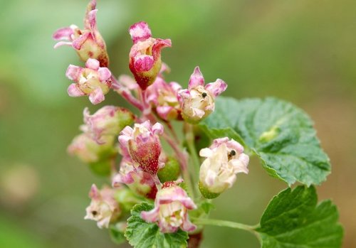 Ribes nigrum (European Black currant) — photo