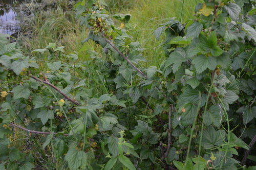 Ribes nigrum (European Black currant) — photo