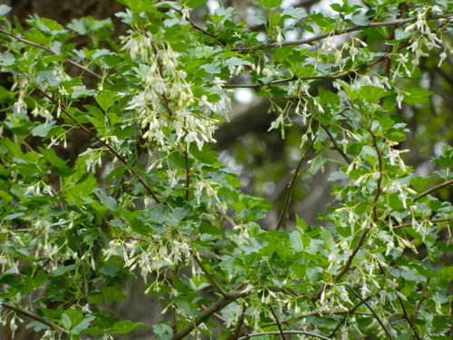 Ribes niveum (Slender branched gooseberry) — photo