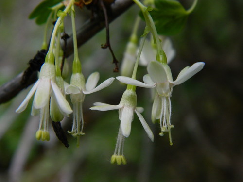 Ribes niveum