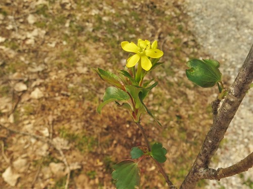 Ribes odoratum (Missouri Currant) — photo