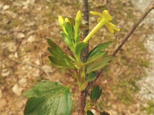 Ribes odoratum (Missouri Currant) — photo