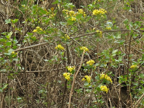 Ribes odoratum