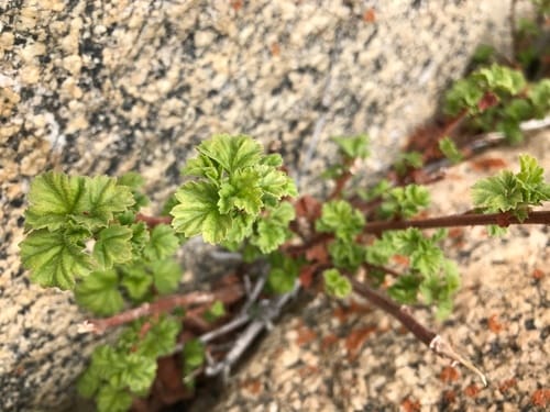 Ribes orientale — photo