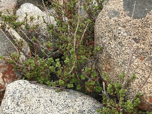 Ribes orientale — photo