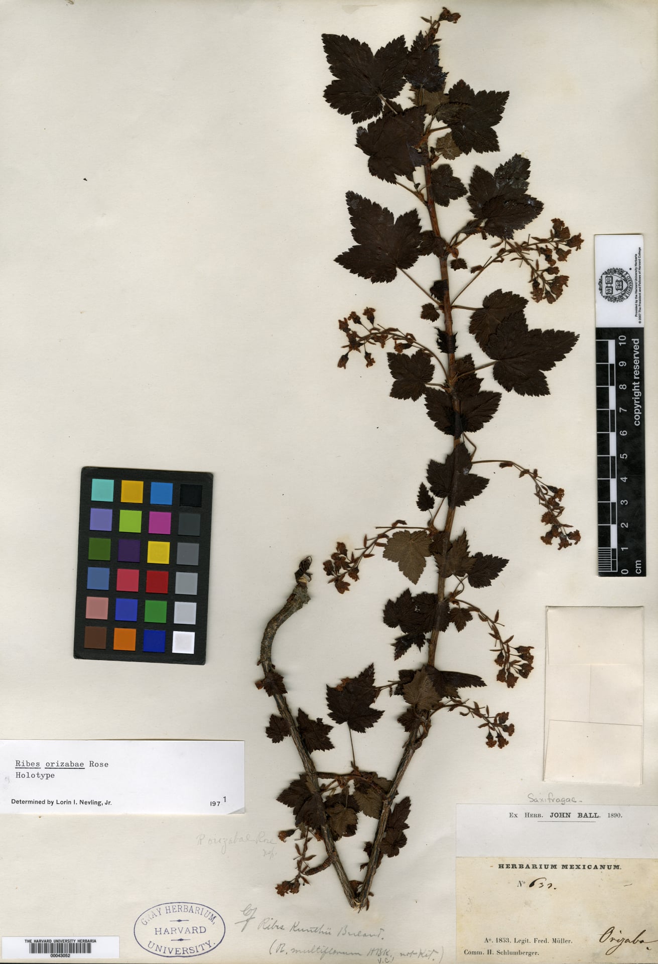 Ribes orizabae