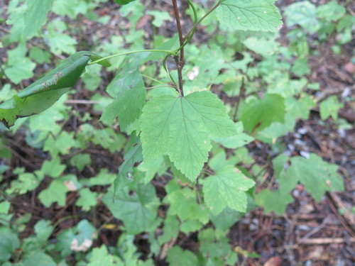 Ribes palczewskii — photo