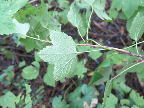 Ribes palczewskii — photo
