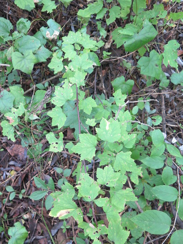 Ribes palczewskii