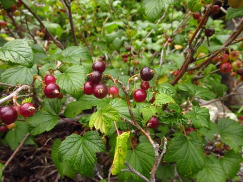 Ribes pauciflorum — photo
