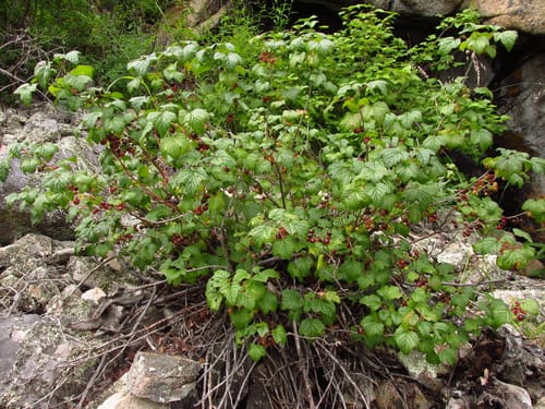 Ribes pauciflorum — photo