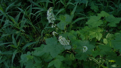Ribes petiolare (Western Black Currant) — photo