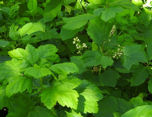 Ribes petiolare (Western Black Currant) — photo