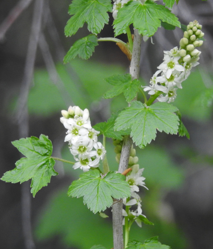 Ribes petiolare