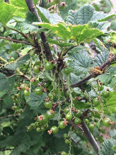 Ribes petraeum (Rock red currant) — photo