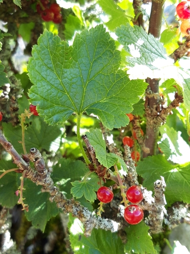Ribes petraeum (Rock red currant) — photo