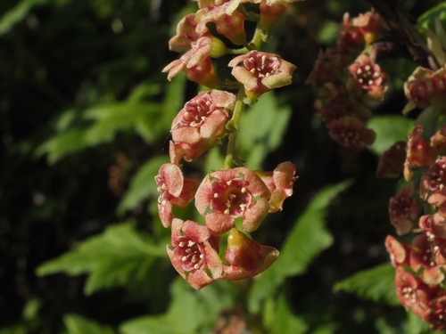 Ribes petraeum