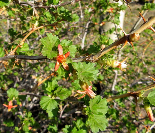 Ribes pinetorum (Orange gooseberry) — photo
