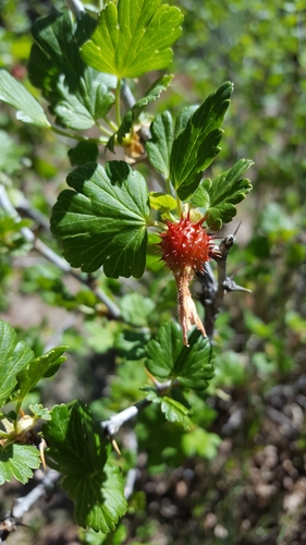 Ribes pinetorum (Orange gooseberry) — photo