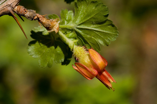 Ribes pinetorum
