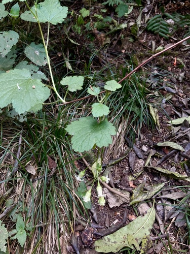 Ribes pringlei — photo