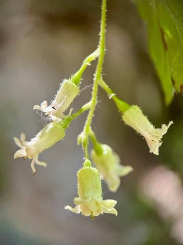 Ribes pringlei