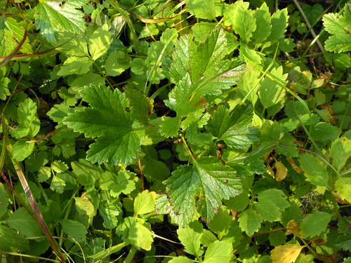 Ribes procumbens — photo