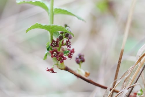 Ribes procumbens