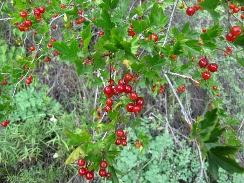 Ribes pulchellum (Beautiful currant) — photo