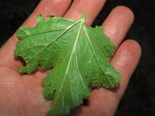 Ribes punctatum — photo