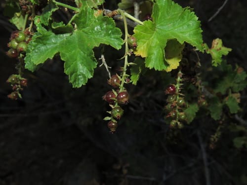 Ribes punctatum — photo