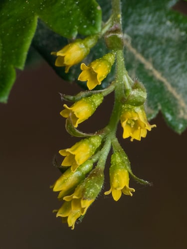 Ribes punctatum